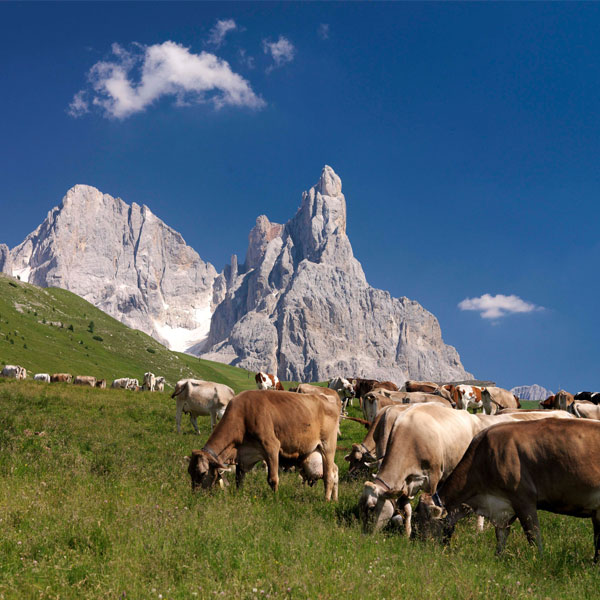 Paesaggio alpino e cultura bovina · Dolomiti UNESCO, Trentino